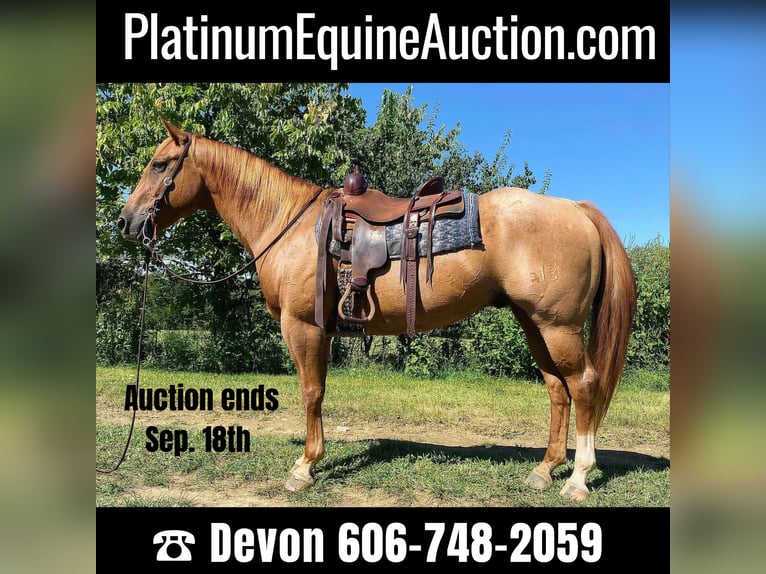 American Quarter Horse Wallach 10 Jahre 157 cm Roan-Red in wallingford Ky