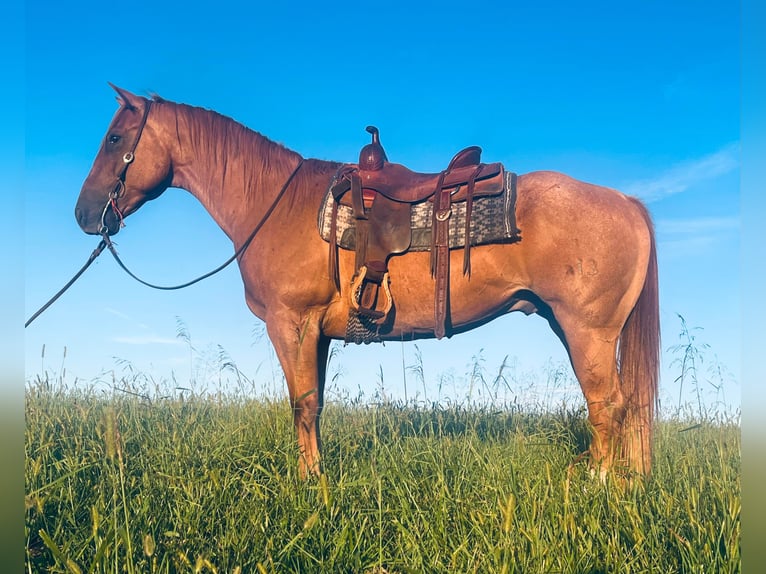American Quarter Horse Wallach 10 Jahre 157 cm Roan-Red in wallingford Ky
