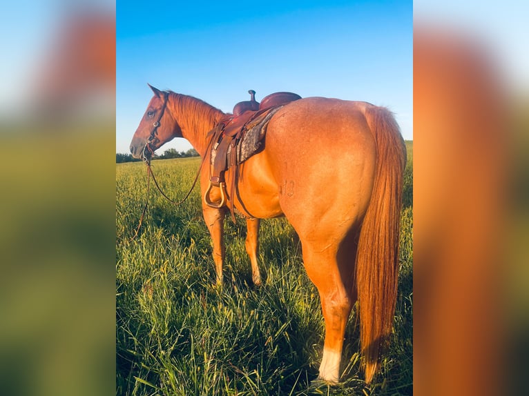 American Quarter Horse Wallach 10 Jahre 157 cm Roan-Red in wallingford Ky