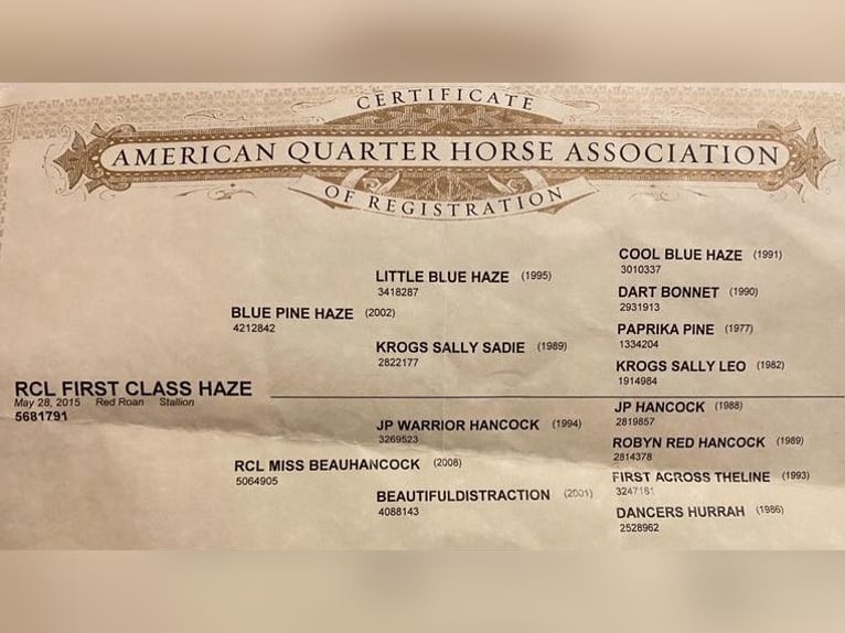 American Quarter Horse Wallach 10 Jahre 157 cm Roan-Red in wallingford Ky