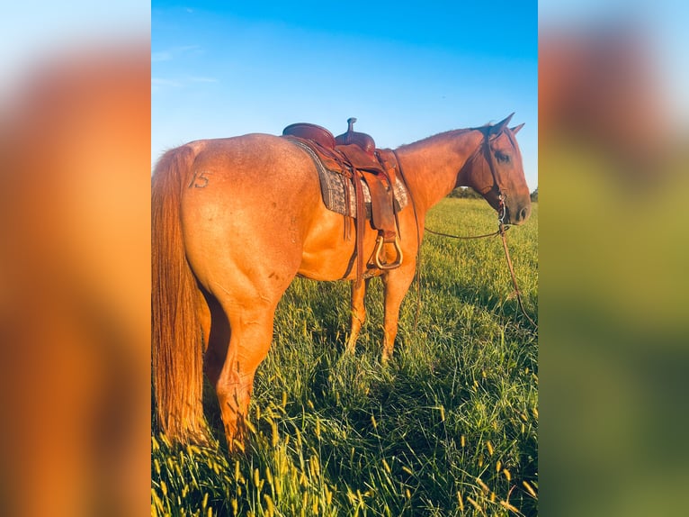 American Quarter Horse Wallach 10 Jahre 157 cm Roan-Red in wallingford Ky