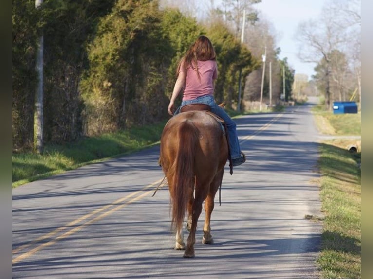 American Quarter Horse Wallach 10 Jahre 157 cm Roan-Red in wallingford Ky