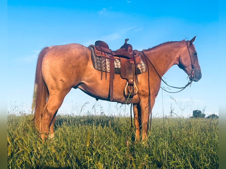 American Quarter Horse Wallach 10 Jahre 157 cm Roan-Red in wallingford Ky