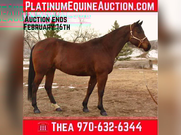 American Quarter Horse Wallach 10 Jahre 157 cm Rotbrauner in Fort Collins, CO