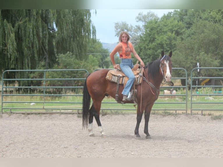 American Quarter Horse Wallach 10 Jahre 157 cm Rotbrauner in Fort Collins