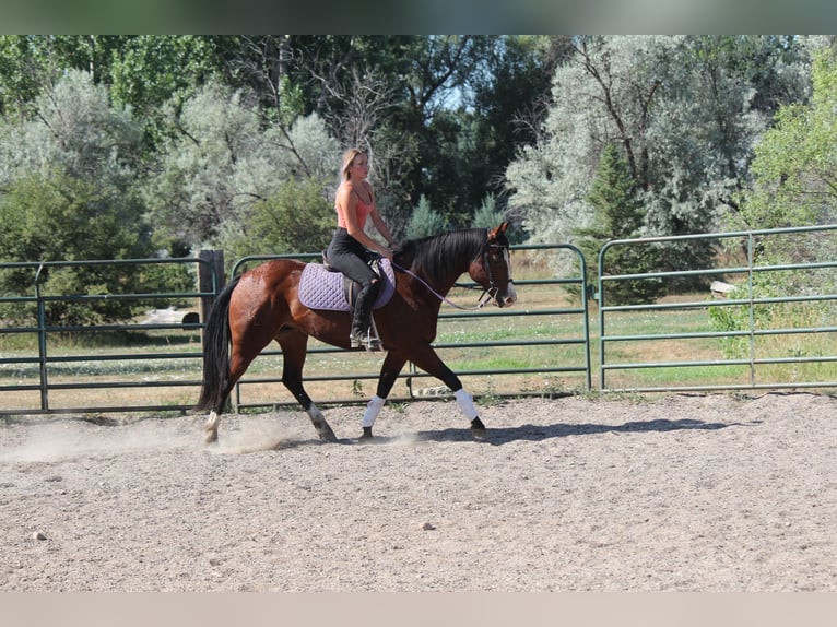 American Quarter Horse Wallach 10 Jahre 157 cm Rotbrauner in Fort Collins