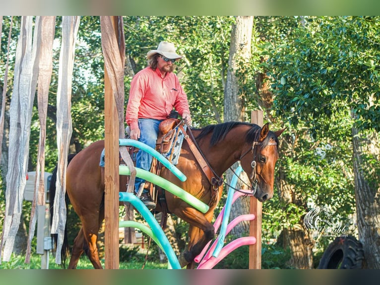 American Quarter Horse Wallach 10 Jahre 157 cm Rotbrauner in Cody, WY