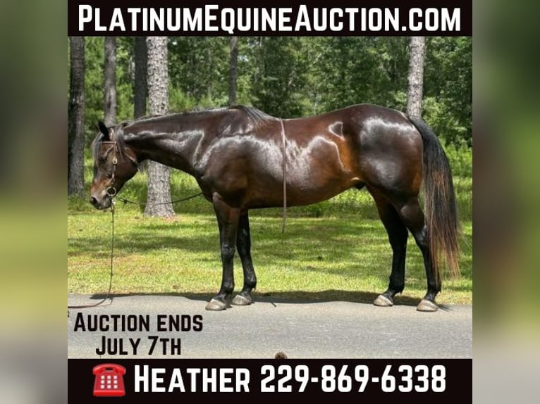 American Quarter Horse Wallach 10 Jahre 157 cm Rotbrauner in Dawson GA