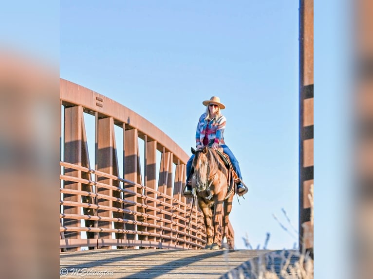 American Quarter Horse Wallach 10 Jahre 157 cm Rotfuchs in Rigby, ID