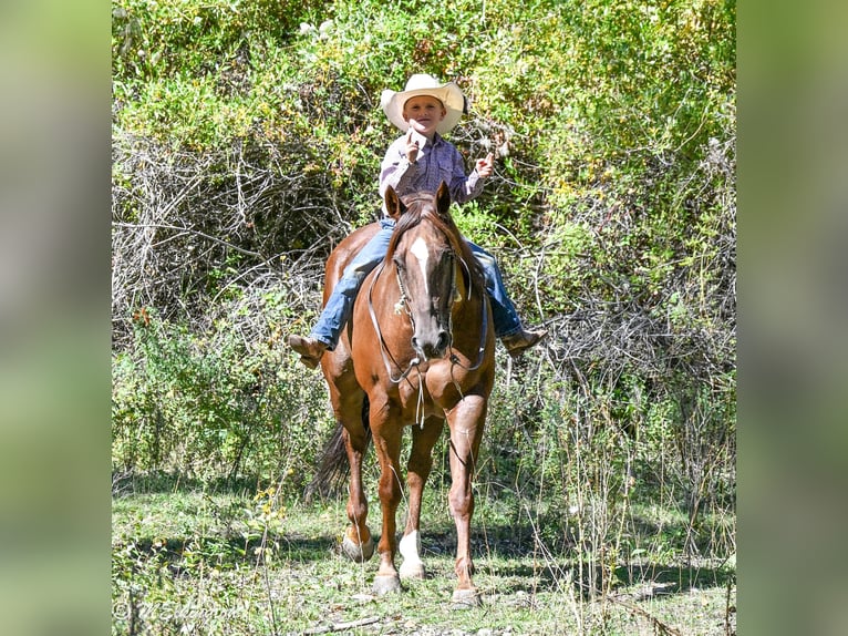American Quarter Horse Wallach 10 Jahre 157 cm Rotfuchs in Rigby, ID