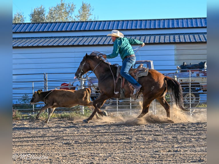 American Quarter Horse Wallach 10 Jahre 157 cm Rotfuchs in Rigby, ID