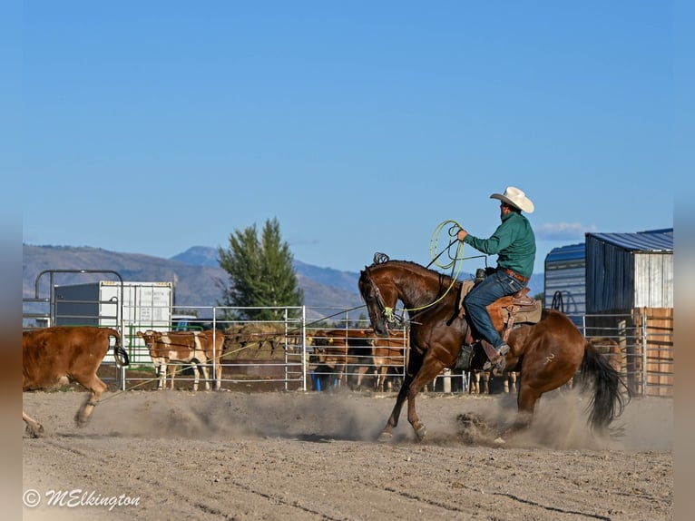 American Quarter Horse Wallach 10 Jahre 157 cm Rotfuchs in Rigby, ID