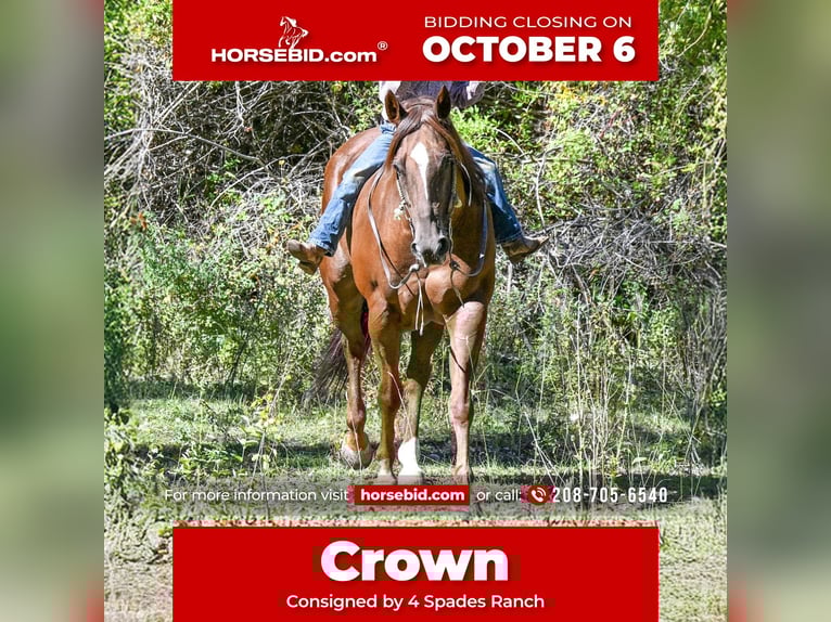 American Quarter Horse Wallach 10 Jahre 157 cm Rotfuchs in Rigby, ID