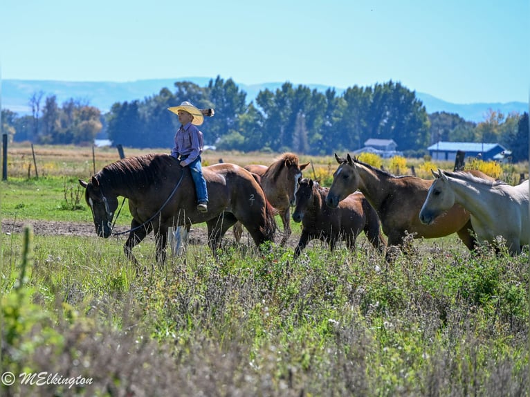 American Quarter Horse Wallach 10 Jahre 157 cm Rotfuchs in Rigby, ID