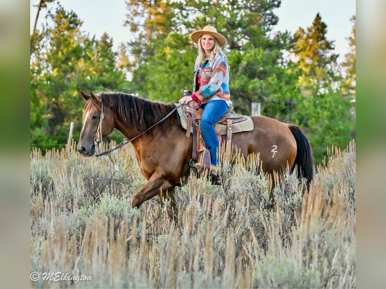 American Quarter Horse Wallach 10 Jahre 157 cm Rotfuchs in Rigby, ID