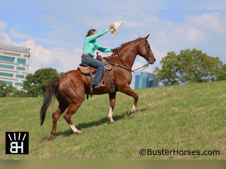 American Quarter Horse Wallach 10 Jahre 157 cm Rotfuchs in Weatherford, TX