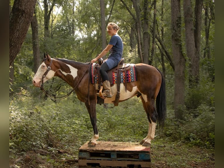 American Quarter Horse Wallach 10 Jahre 157 cm Schecke in Millersburg, OH