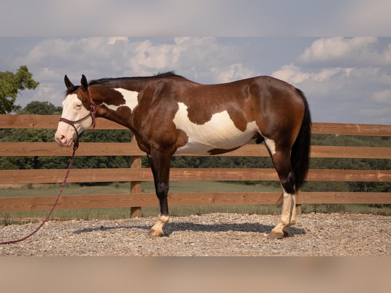 American Quarter Horse Wallach 10 Jahre 157 cm Schecke in Millersburg, OH