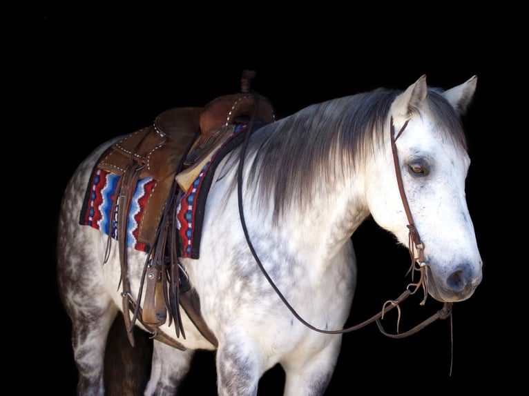American Quarter Horse Wallach 10 Jahre 157 cm Schimmel in Huntsville TX