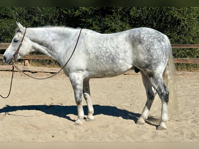 American Quarter Horse Wallach 10 Jahre 157 cm Schimmel in Bitterwater CA