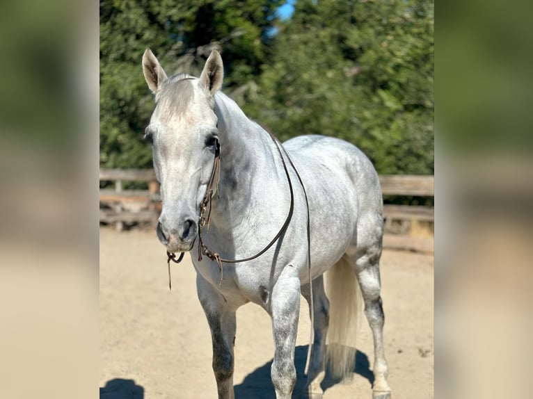 American Quarter Horse Wallach 10 Jahre 157 cm Schimmel in Bitterwater CA