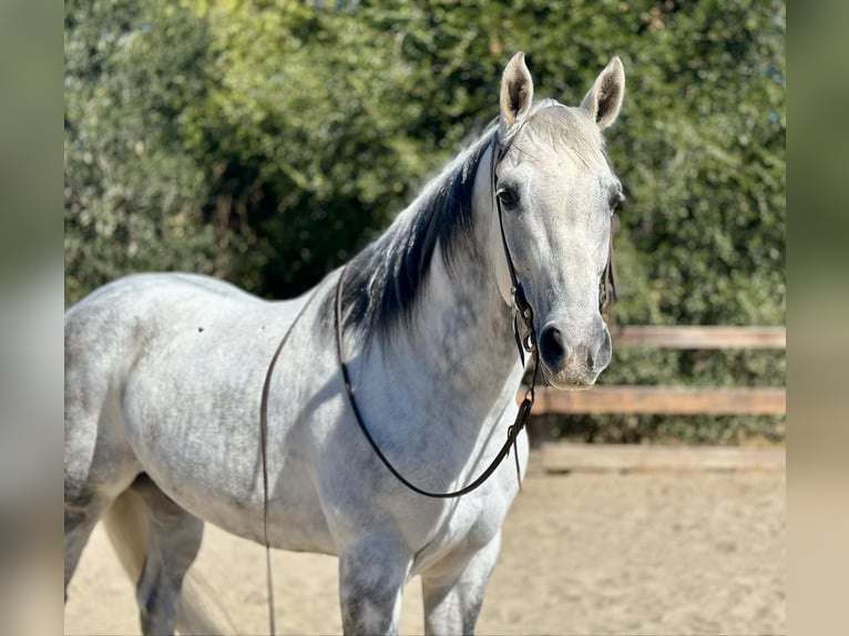 American Quarter Horse Wallach 10 Jahre 157 cm Schimmel in Bitterwater CA