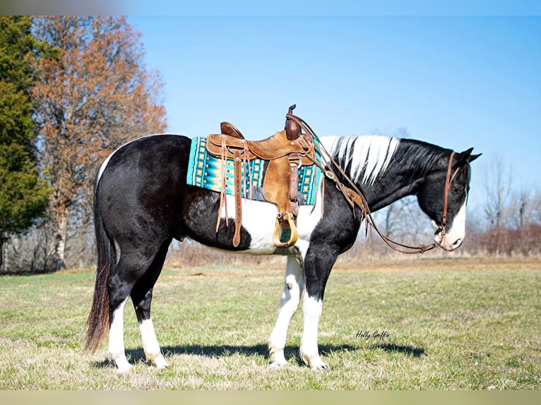 American Quarter Horse Wallach 10 Jahre 157 cm Tobiano-alle-Farben in Greensburg KY