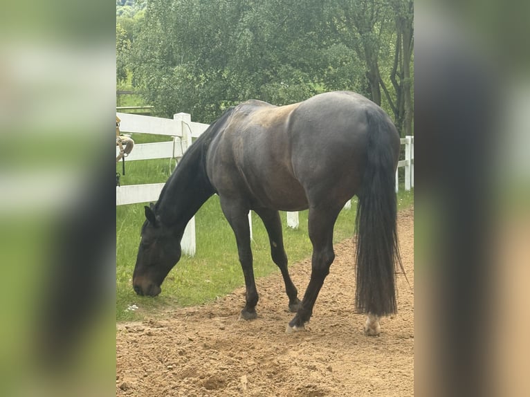 American Quarter Horse Wallach 10 Jahre 158 cm Brauner in Delligsen