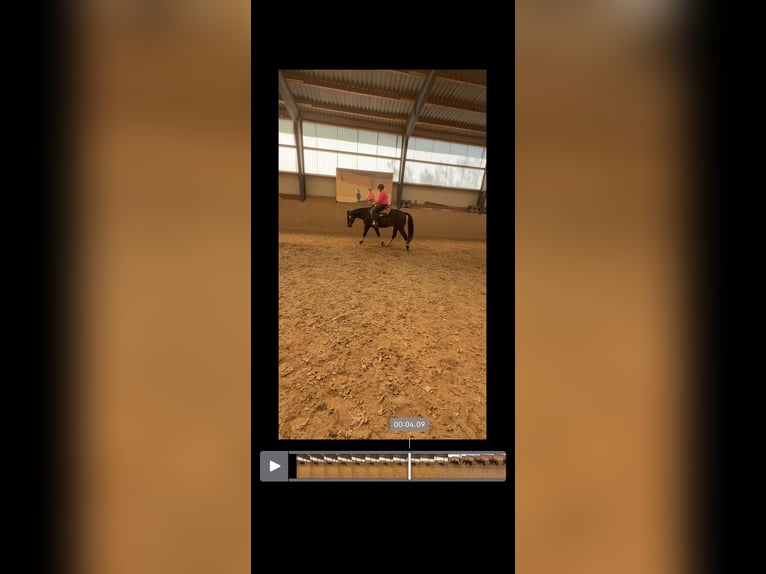 American Quarter Horse Wallach 10 Jahre 158 cm Brauner in Delligsen