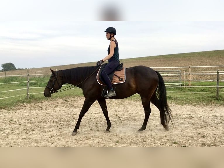 American Quarter Horse Wallach 10 Jahre 158 cm Brauner in Reinheim
