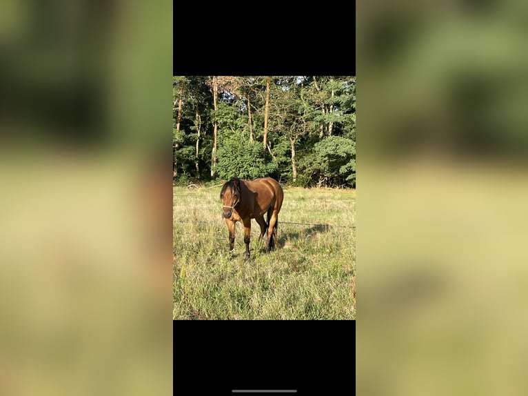 American Quarter Horse Mix Wallach 10 Jahre 158 cm Brauner in Trebbin