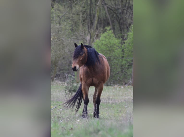 American Quarter Horse Mix Wallach 10 Jahre 158 cm Brauner in Trebbin