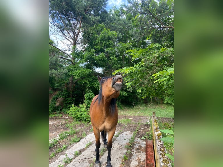 American Quarter Horse Mix Wallach 10 Jahre 158 cm Brauner in Trebbin