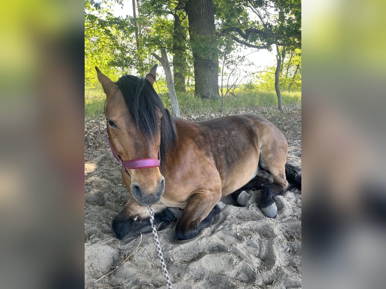 American Quarter Horse Mix Wallach 10 Jahre 158 cm Brauner in Trebbin