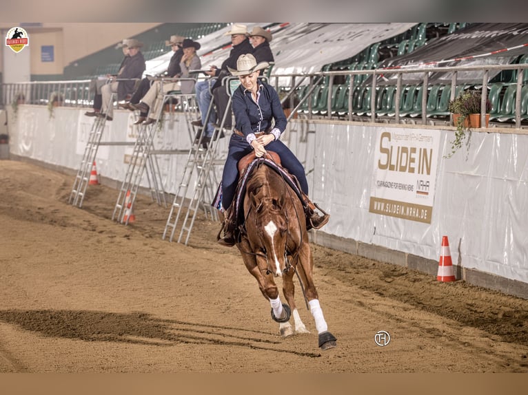 American Quarter Horse Wallach 10 Jahre 158 cm Fuchs in Altenriet