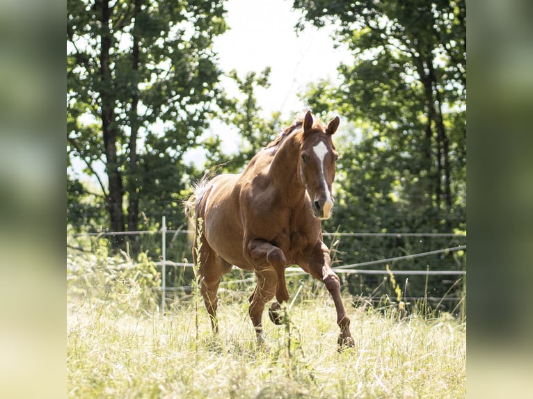 American Quarter Horse Wallach 10 Jahre 158 cm Fuchs in Altenriet