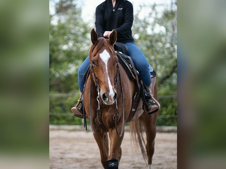 American Quarter Horse Wallach 10 Jahre 158 cm Fuchs in Altenriet