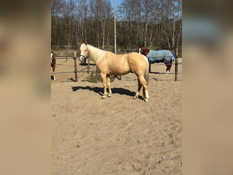 American Quarter Horse Wallach 10 Jahre 158 cm Palomino in Putten
