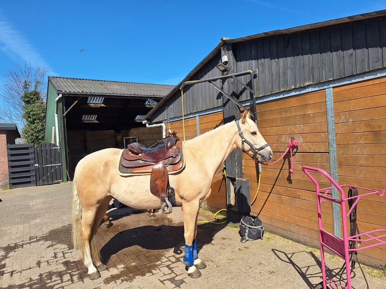 American Quarter Horse Wallach 10 Jahre 158 cm Palomino in Putten