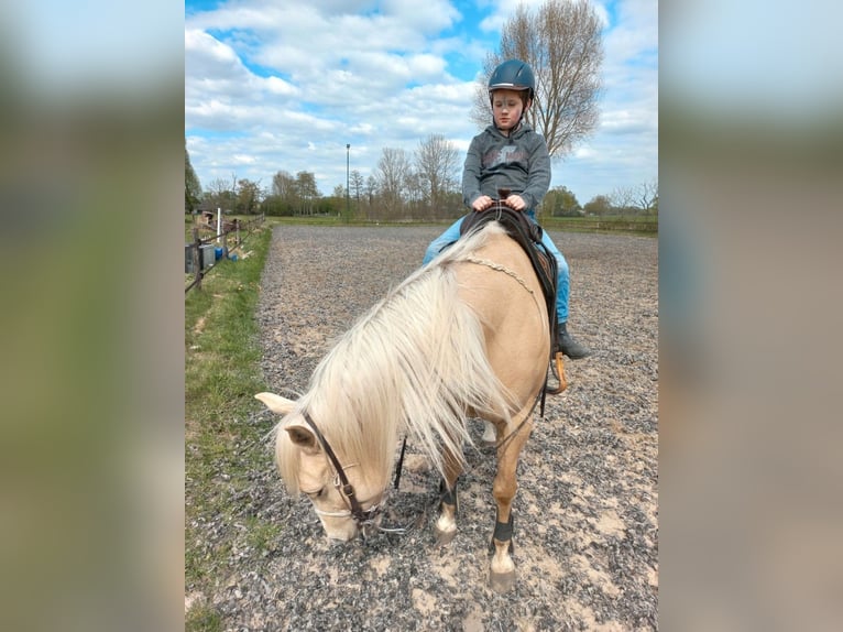 American Quarter Horse Wallach 10 Jahre 158 cm Palomino in Putten