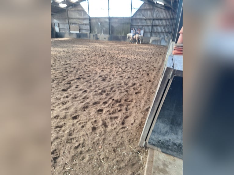 American Quarter Horse Wallach 10 Jahre 158 cm Palomino in Putten