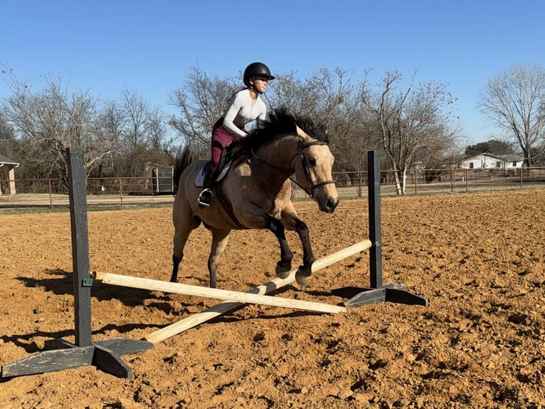 American Quarter Horse Wallach 10 Jahre 160 cm Buckskin in Cleburne