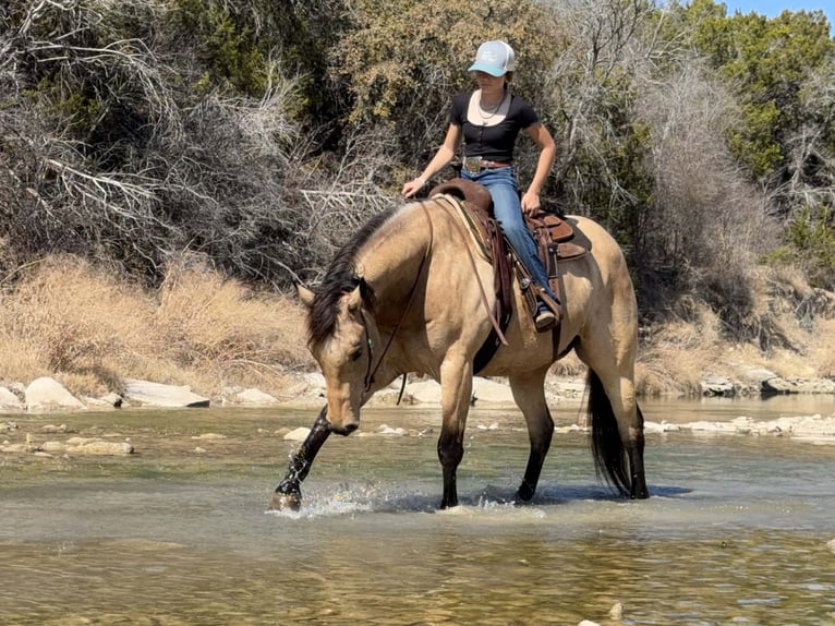 American Quarter Horse Wallach 10 Jahre 160 cm Buckskin in Cleburne