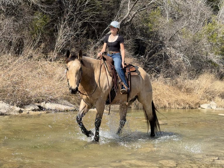 American Quarter Horse Wallach 10 Jahre 160 cm Buckskin in Cleburne