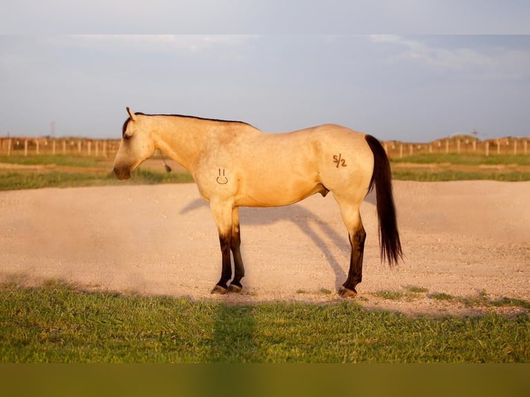 American Quarter Horse Wallach 10 Jahre 160 cm Buckskin in Amarillo, TX