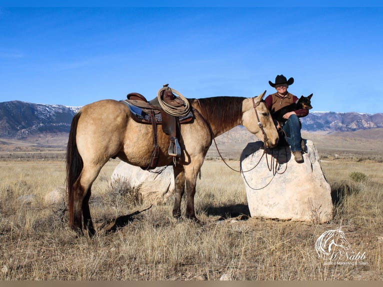 American Quarter Horse Wallach 10 Jahre 160 cm Buckskin in Lovell