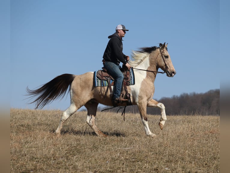 American Quarter Horse Wallach 10 Jahre 160 cm Buckskin in Brodhead
