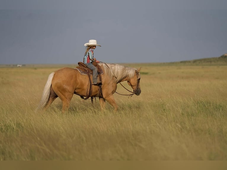 American Quarter Horse Wallach 10 Jahre 160 cm Palomino in Waco, TX