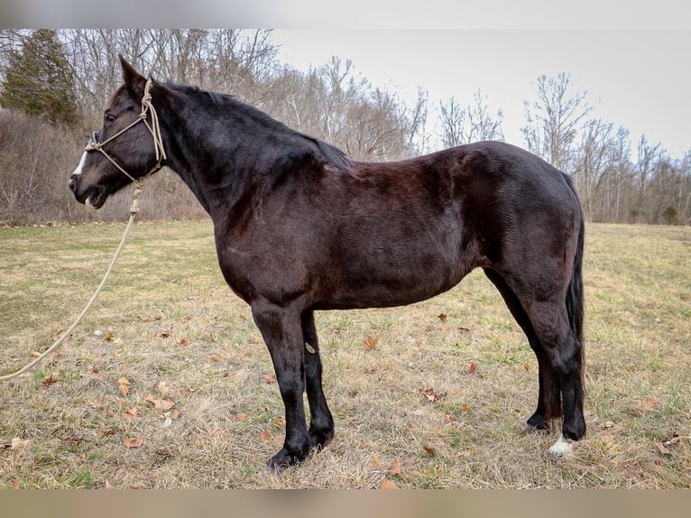 American Quarter Horse Wallach 10 Jahre 160 cm Rappe in Hillsboro KY