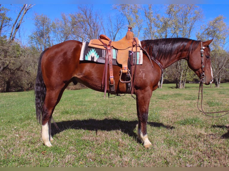 American Quarter Horse Wallach 10 Jahre 160 cm Rotbrauner in Flemingsburg KY